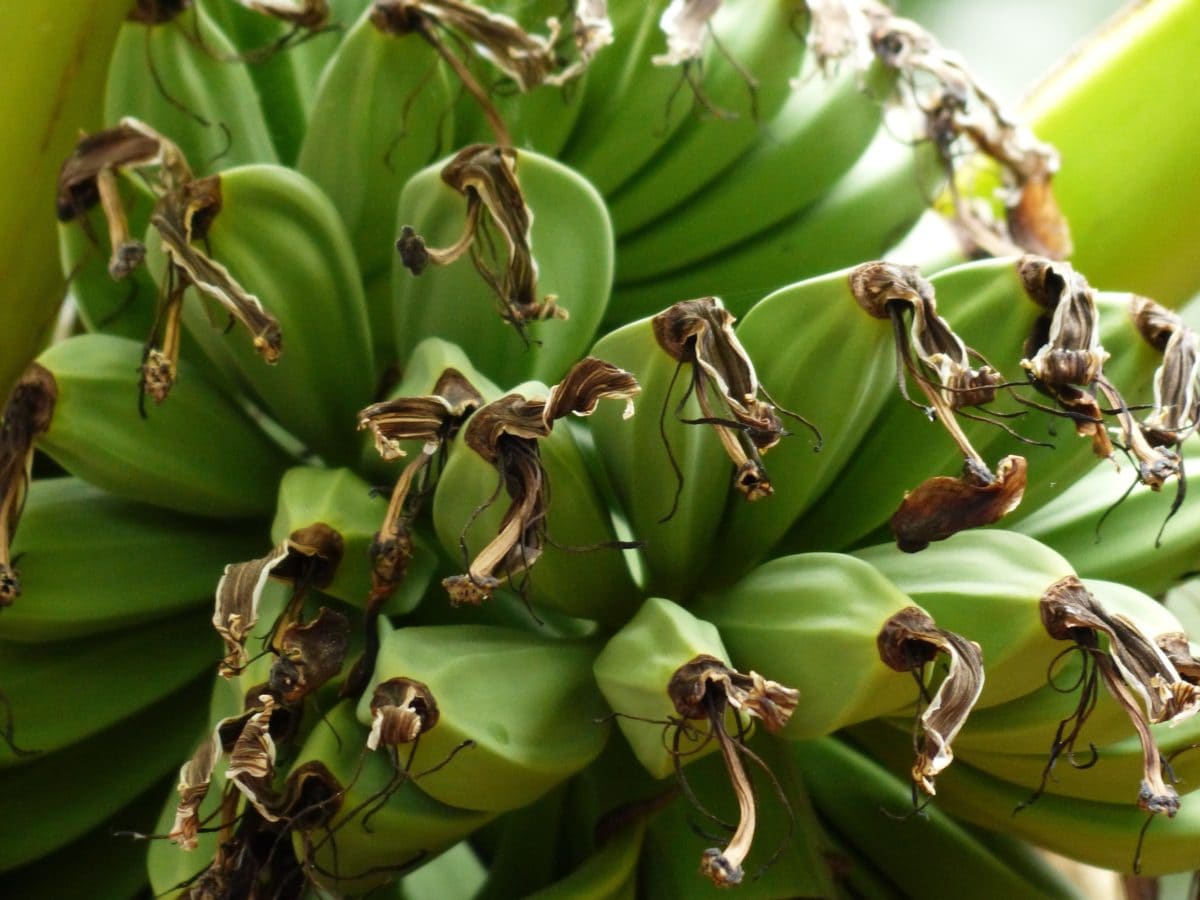drzewo bananowe, jedzenie, owoce, roślina, zielony, sezon letni, przeciwutleniacz, dieta