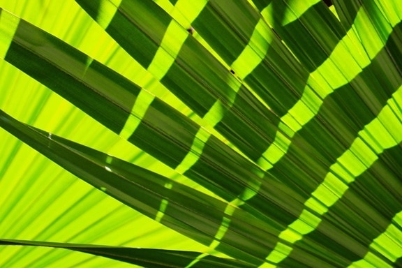 Дизайн, абстрактный, зеленый лист, тень, Солнечный свет
