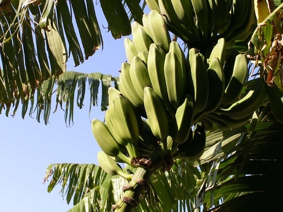 природа, бананове дерево, лист, галузь, дерево, завод