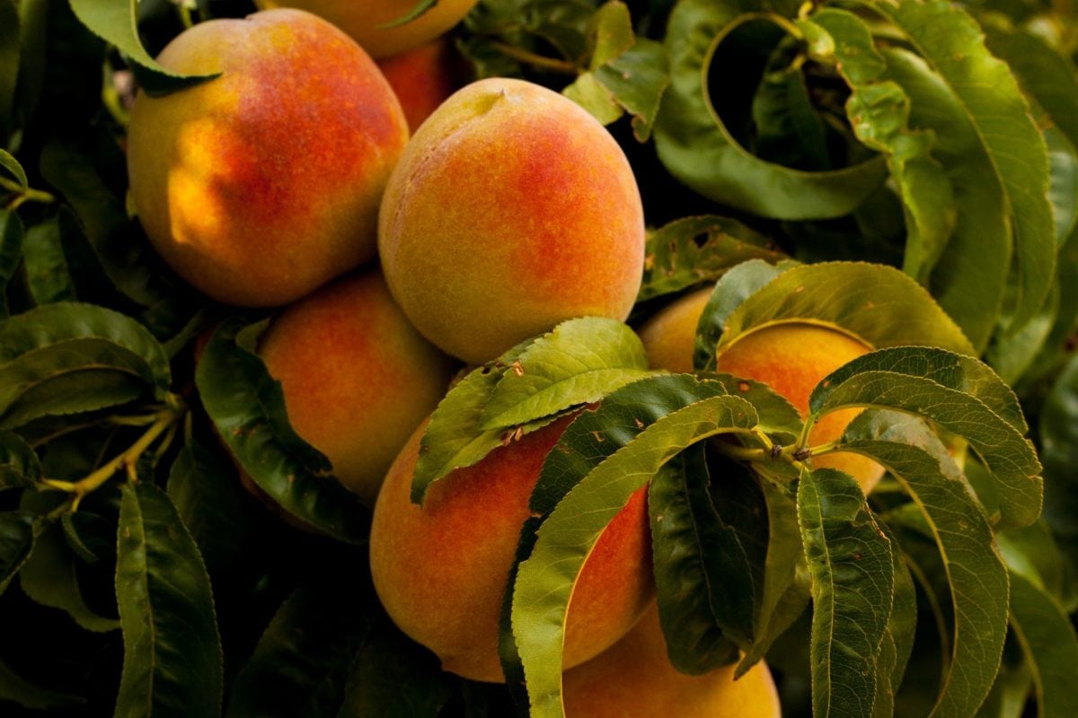 peach, orchard, branch, summer season, antioxidant, diet, meal, fruit, leaf, food,vitamin