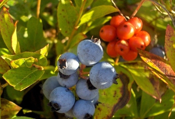 summer, shrub, berry, nature, branch, leaf, food, fruit, tree, blueberry