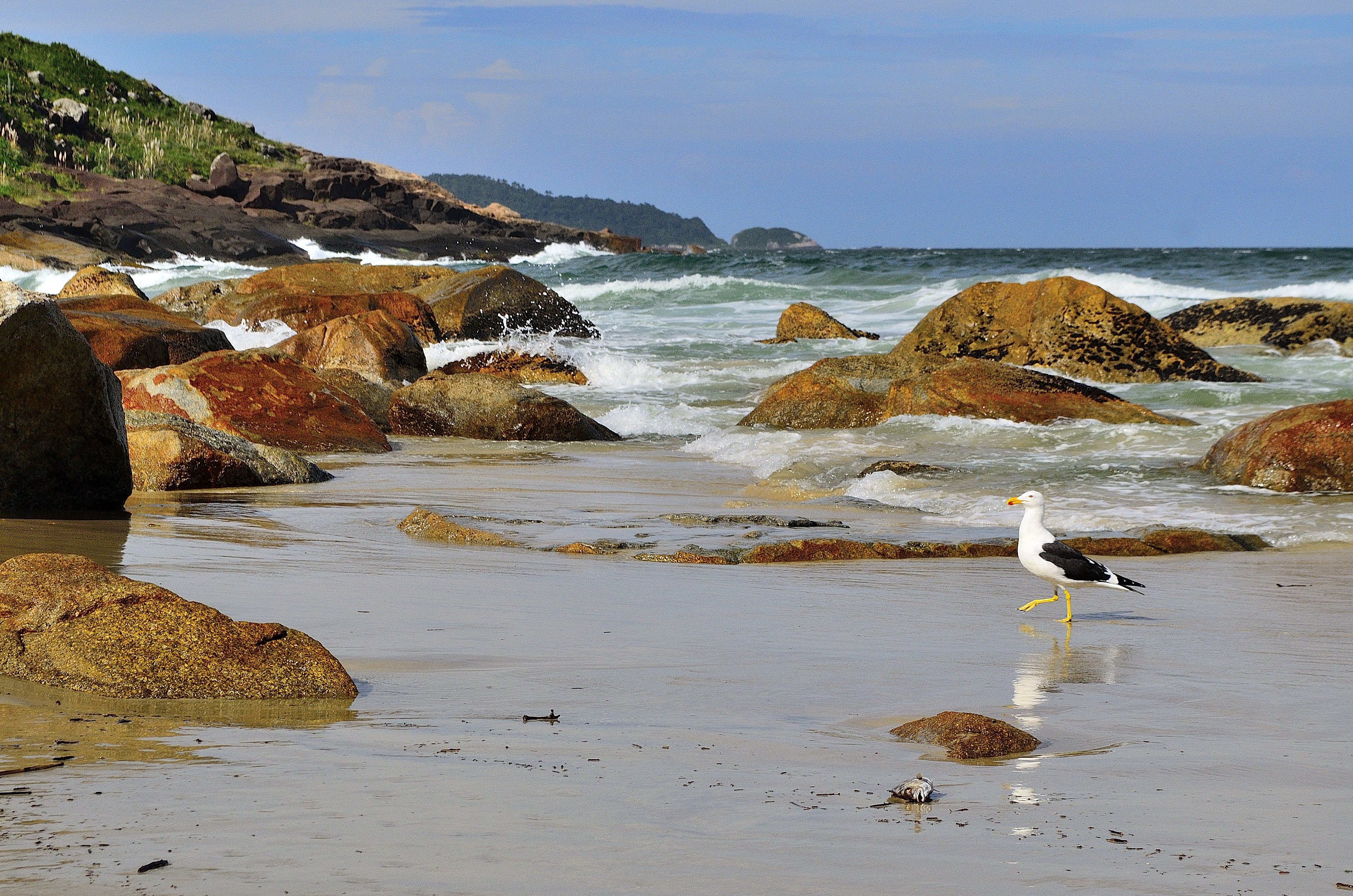 フリー写真画像 カモメ 動物 鳥 日光 海 海 ビーチ 水 海岸 海岸 海岸線 風景