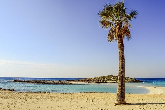 summer, beach, sand, water, palm tree, ocean, sea, coast, island