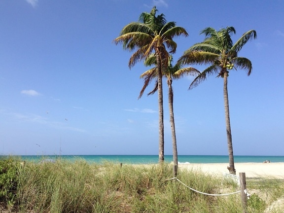 seashore, island, summer, ocean, beach, sand, coconut, palm, daylight