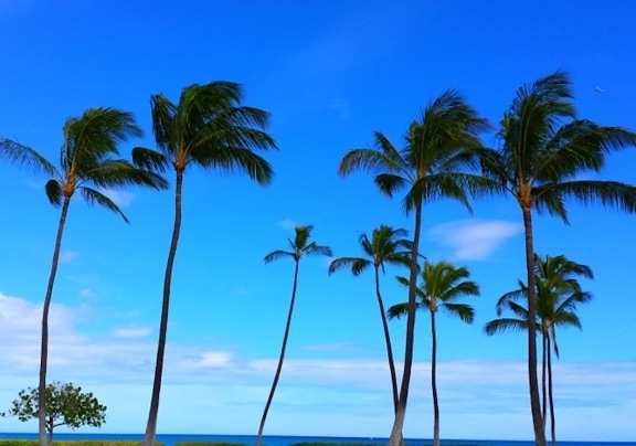 океан, плаж, палмово дърво, слънце, пясък, екзотични, кокосови, морския бряг