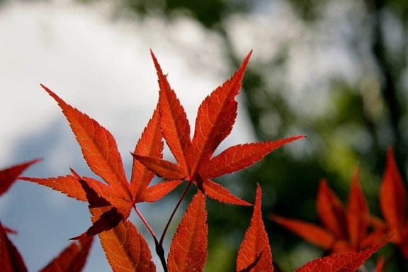 листо, природа, червено листо, билка, клон, есен сезон, екология, сянка, дневна светлина