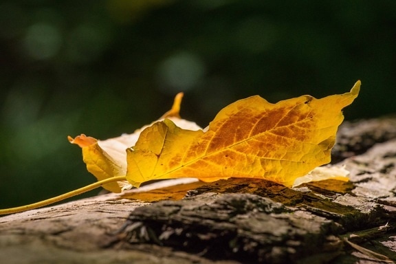 suchý list, strom, příroda, podzim, slunce, období sucha, byliny