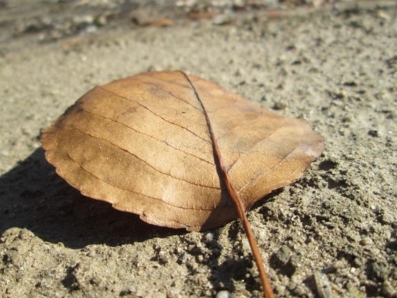 природа, сухий лист, коричневий лист, осінній сезон, пісок, Земля, відкритий