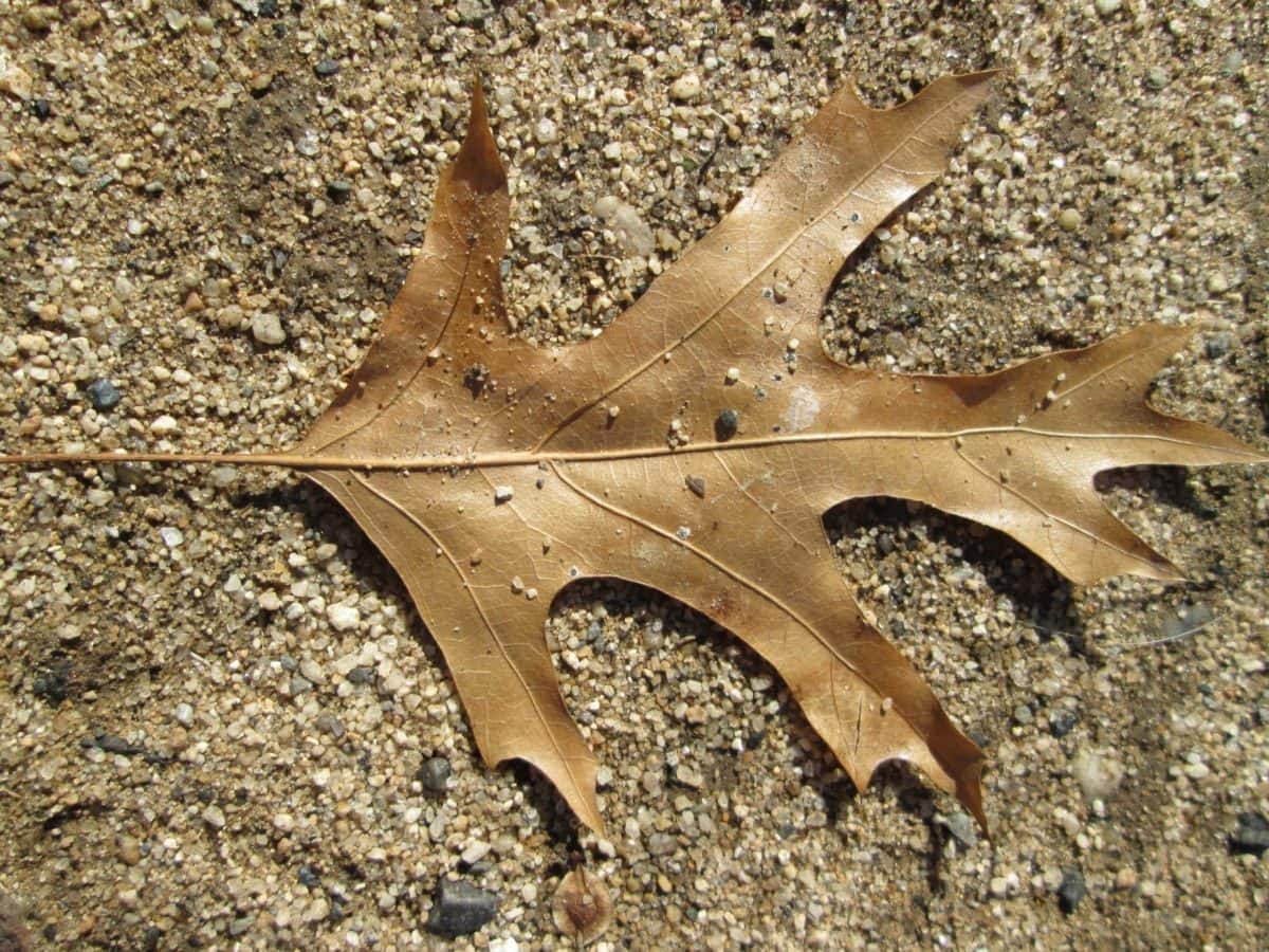 дъбови листа, сухо листо, асфалт, есен сезон, земя, природа, дневна светлина