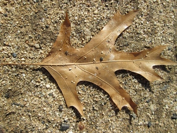 дъбови листа, сухо листо, асфалт, есен сезон, земя, природа, дневна светлина