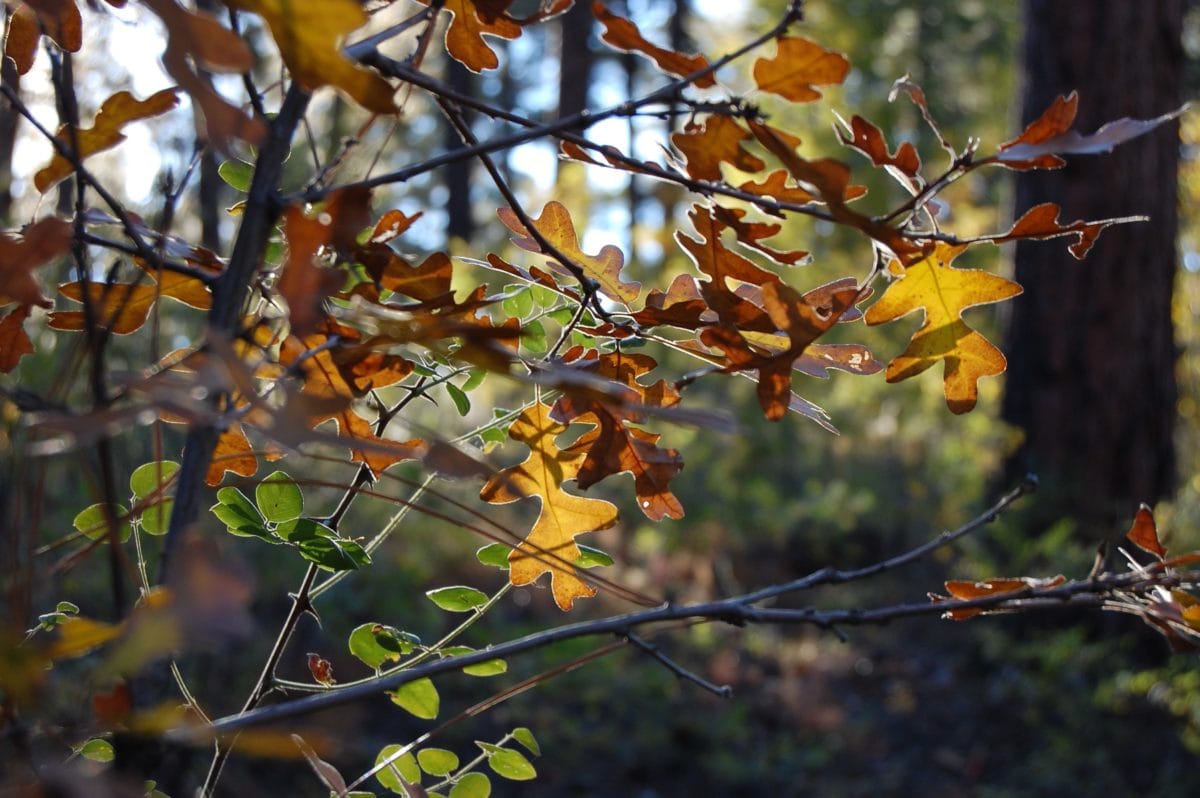 自然, 橡树叶, 花, 树, 树枝, 植物, 秋天季节, 树叶, 树皮