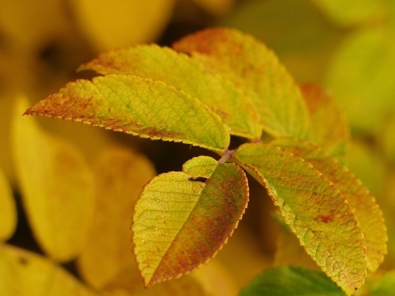 дерево, природа, жёлтый лист, ветка, лес, дневной свет, растения, листва, осень