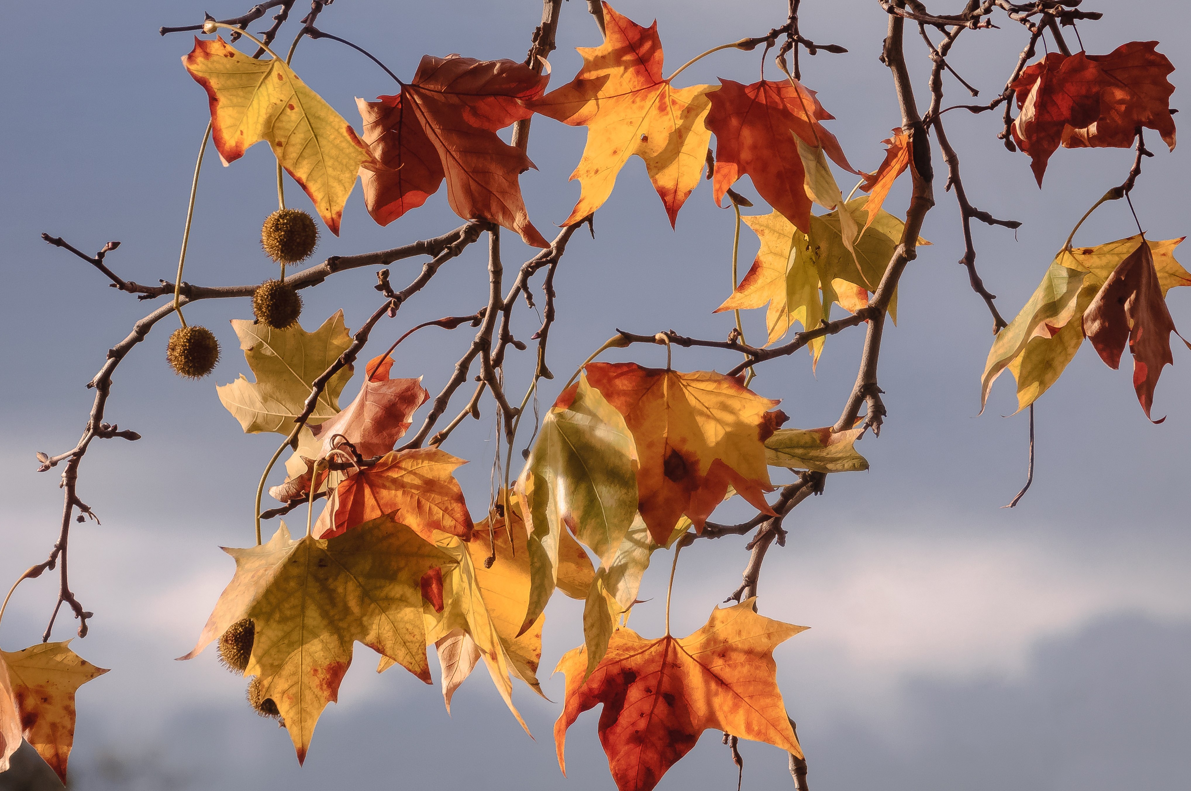 Gambar gratis cabang daun Kuning alam musim gugur 