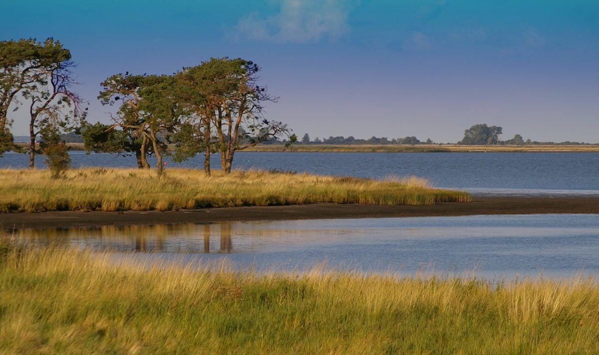 wetland, water, landscape, tree, lake, blue sky, reflection, sky, lakeside