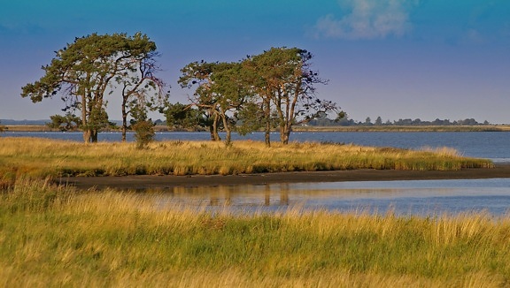 Wetland, água, lago, grama, reflexão, céu azul, paisagem, árvore, natureza