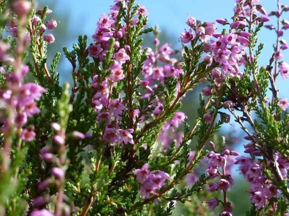 자연 · 정원 · 잎 · 식물 · 꽃 · 여름 · 히스 · 식물 · 핑크