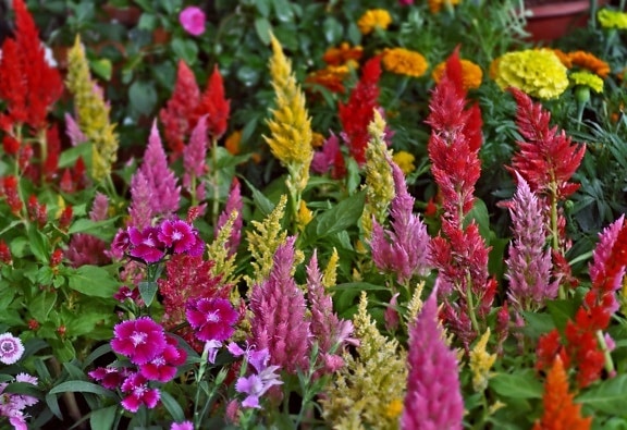 đầy màu sắc hoa, lá, thiên nhiên, vườn, mùa hè, thảo mộc, nhà máy