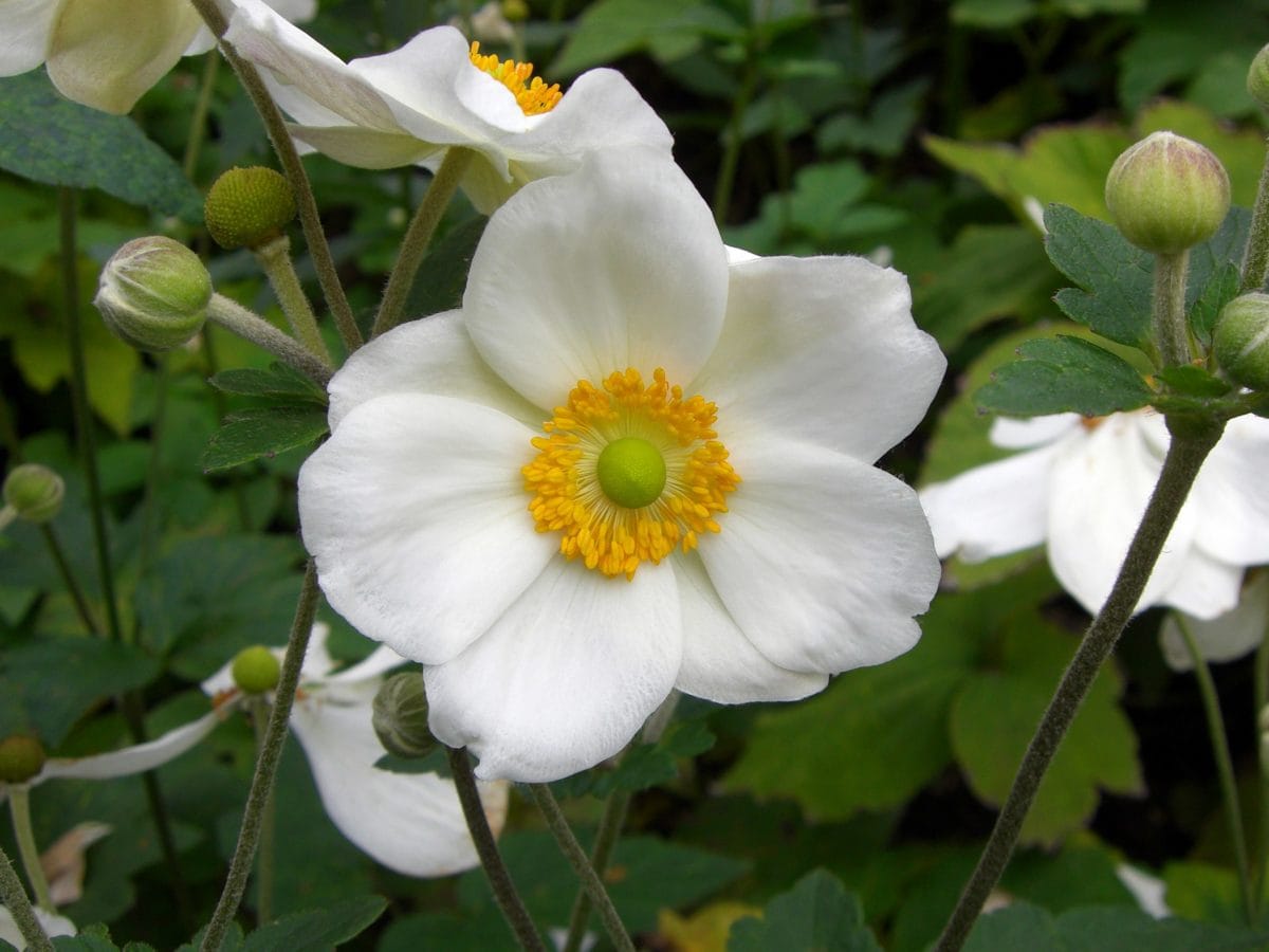フリー写真画像 夏の時間 庭 自然 葉 白い花 野生のバラ ハーブ 花びら