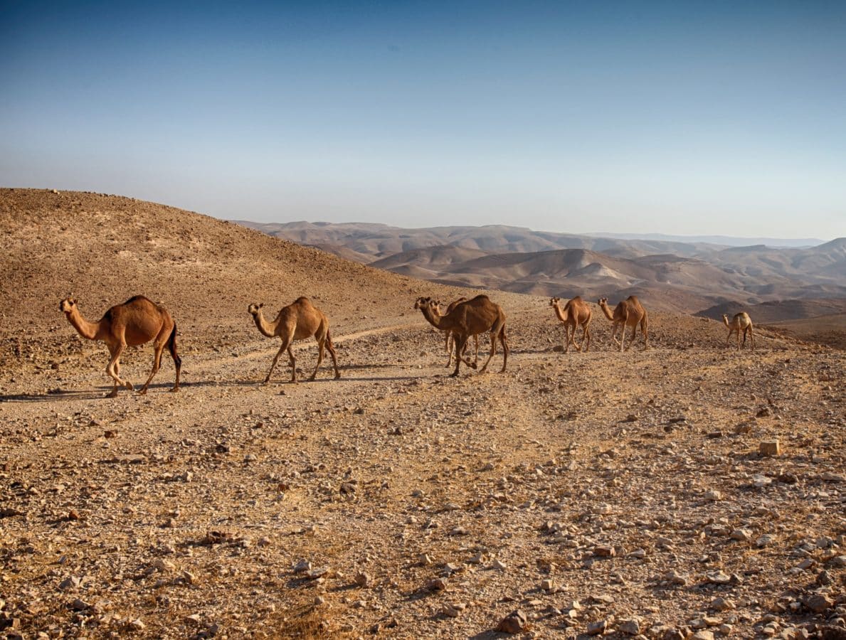 フリー写真画像 ラクダ 砂漠 動物 野生動物 野生 青空 屋外 フィールド