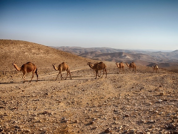 kamel, ørken, dyr, dyreliv, vild, blå himmel, udendørs, felt