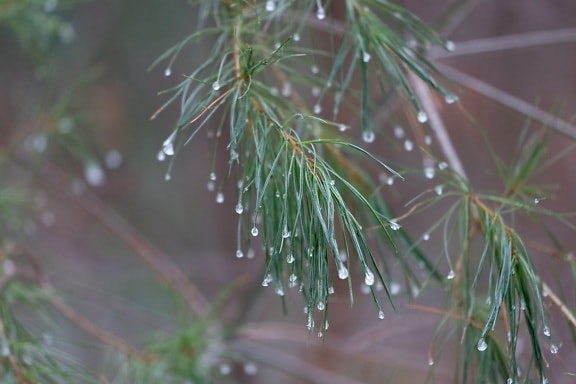 branch, branches, ecology, rain, nature, pine, tree, leaf