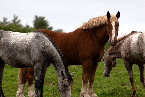 hester, Colt, kavaleri, equine, dyr, hest, unge, Stallion