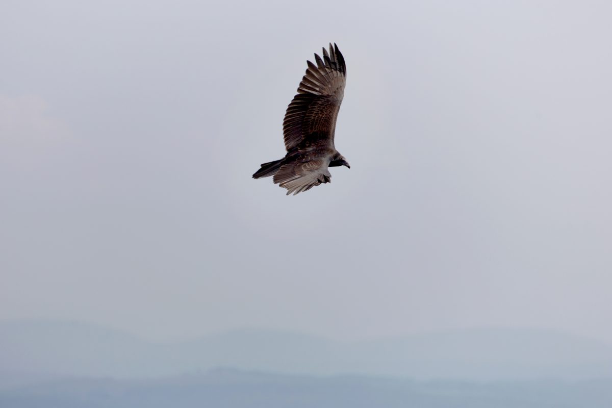 Falco peregrinus, haukka, haukka, villi, korppikotka, siivet, lentäminen, villieläimet