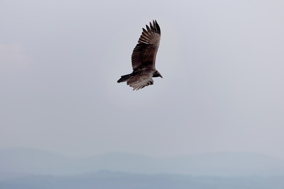 Falco peregrinus, Faucon, faucon, sauvage, Vautour, ailes, en volant, faune