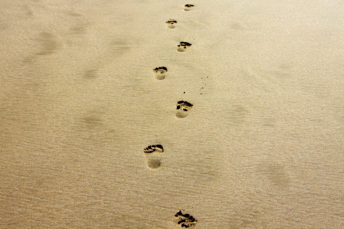 jalan setapak, jejak, jejak kaki, langkah kaki, pasir, gurun, Pantai, Pantai