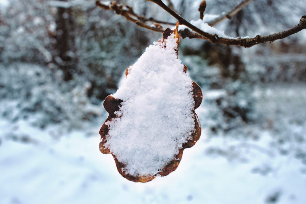 клон, сняг, снежинки, зимни, дърво, близо, замразени, кристал