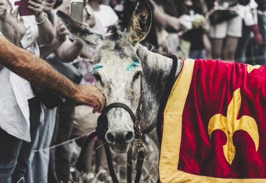 burro, Festival, vacaciones, al aire libre, animal, personas, religión, Batalla