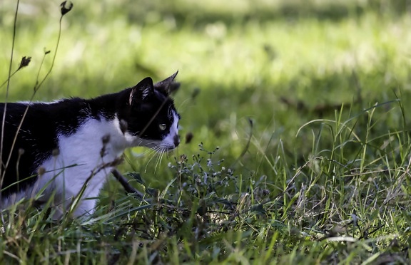 котка, любопитни, домашна котка, зелена трева, зелени листа, домашен любимец, кучешки, сладък