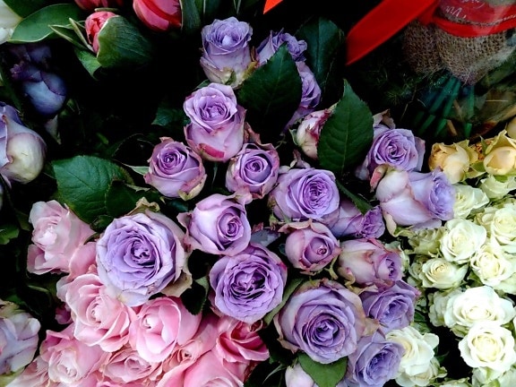 Rózsa, rózsás rügy, Rózsa, elrendezése, virág, szirom, menyasszony, rózsaszín