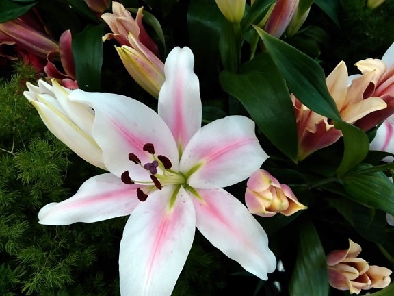 Amaryllis, Detail, Stempel, Lilie, Blütenblatt, Blume, Blüte, Anlage