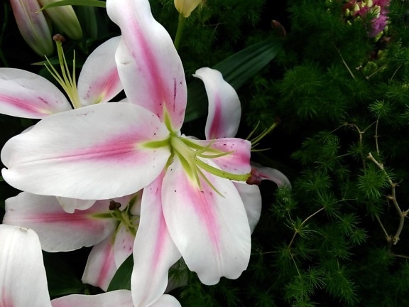 amaryllis, blossom, pink, plant, nature, flower, lily, garden