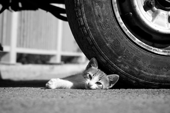 tire, cat, feline, monochrome, street, portrait, people, car