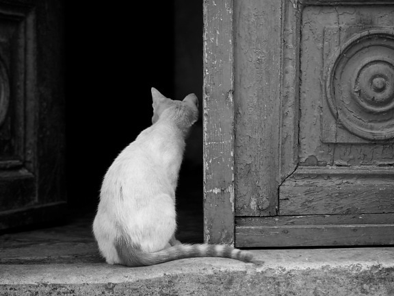 家养猫, 前门, 猫, 肖像, 动物, 门, 墙上, 街道