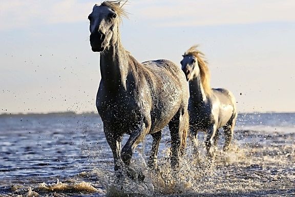 zvíře, kavalerie, kůň, koní, divoká zvěř, divoká, Příroda, tráva
