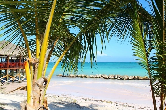 paradise, sand, ocean, sea, tree, coconut, tropical, beach