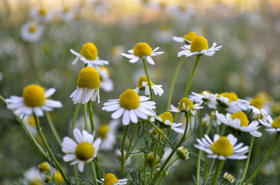 plant, meadow, nature, chamomile, summer, spring, flower, herb