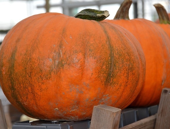 jesen, povrća, hrana, dan zahvalnosti, lanterna, jesen, bundeva, poljoprivreda