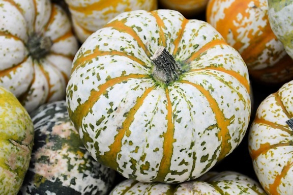 colorful, pumpkin, food, vegetable, market, plant, autumn, leaf