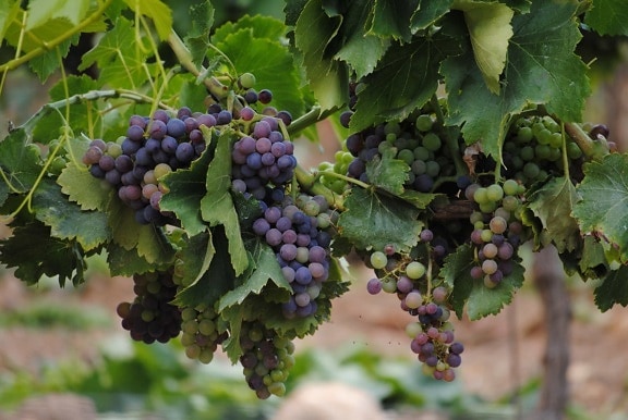 agricultura, uva, videira, folha, planta, vinhedo, uvas, frutas