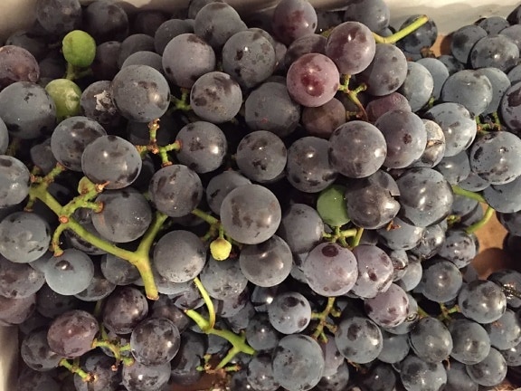 vinogradarstvo, hrana, voće, grožđe, bobica, priroda, vinove loza, vinograd