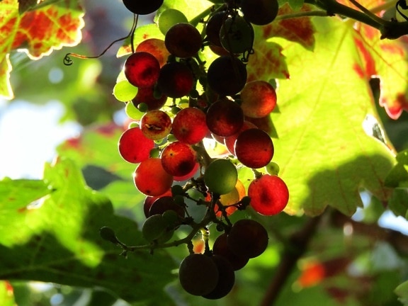 leaf, berry, plant, nature, fruit, tree, branch, summer