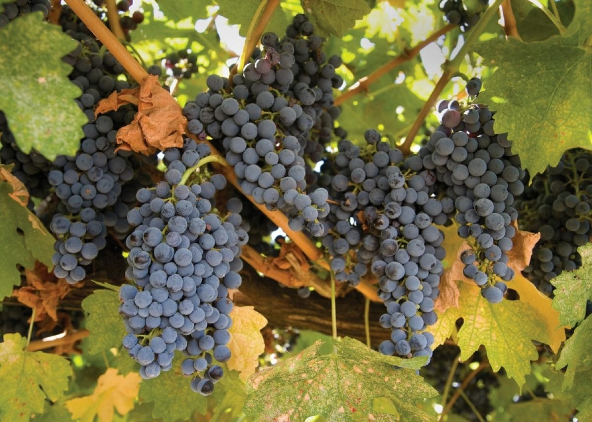 vingård, frukt, Grapevine, druva, druvor, vinodling, jordbruk, blad