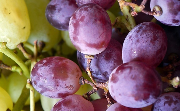 питание, фрукты, виноград, сладкий, Природа, лист, Виноградная лоза, виноград