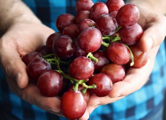 grapevine, hands, organic, fruit, sweet, food, radish, delicious