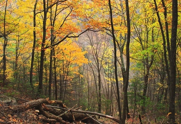 fogliame, legno, autunno, albero, foresta, foglia, natura, orizzontale