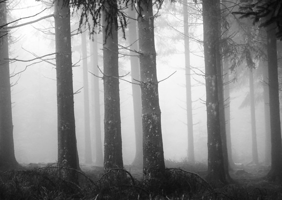 névoa, árvore, madeira, nevoeiro, paisagem, floresta, amanhecer, mistério